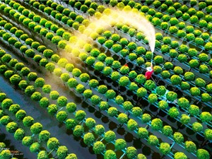 Phát triển giá thể công nghiệp cho làng hoa Sa Đéc 